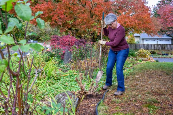 Cost of Dead Bush Removal in Springdale