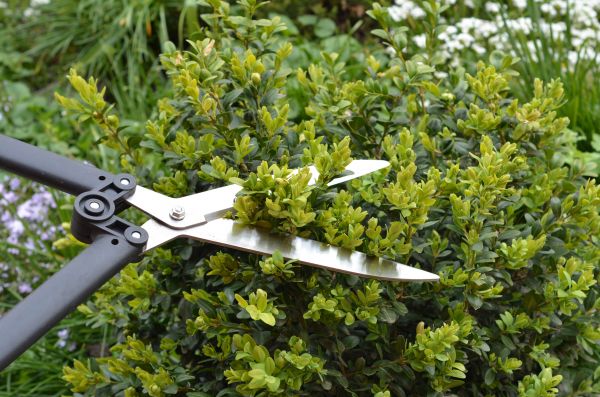 Cost of Boxwood Trimming in Springdale