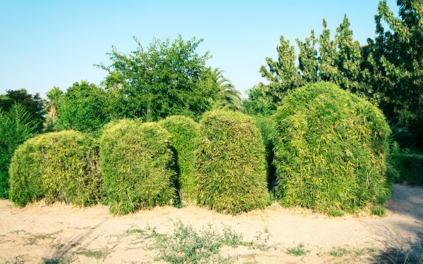 Cost of Bamboo Hedge Removal in Springdale