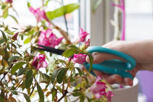 Azalea Pruning in Springdale
