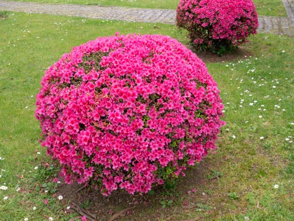 Cost of Rhododendron Pruning in Springdale