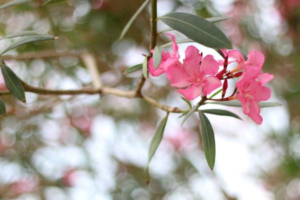 Cost of Oleander Removal in Springdale