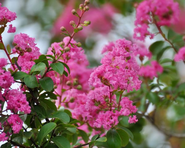 Cost of Crepe Myrtle Removal in Springdale