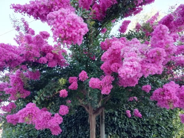 Cost of Crape Myrtle Pruning in Springdale