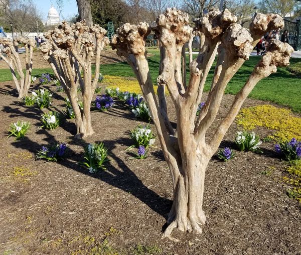 Cost of Myrtle Tree Removal in Springdale