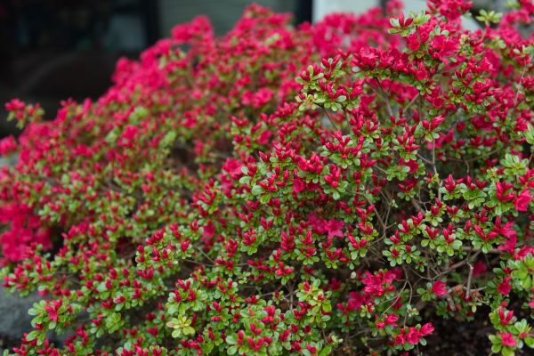 Cost of Weigela Removal Service in Springdale