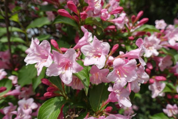 Cost of Weigela Pruning Service in Springdale