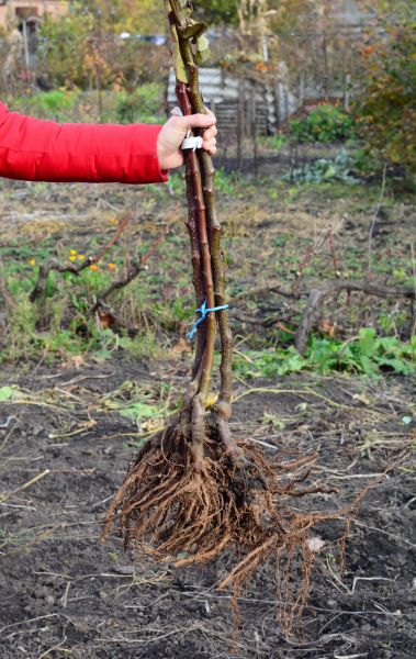 Cost of Shrub Root Removal in Springdale