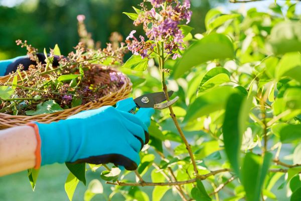 Cost of Lilac Trimming Service in Springdale