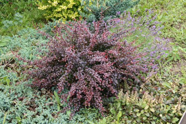Cost of Japanese Barberry Removal in Springdale