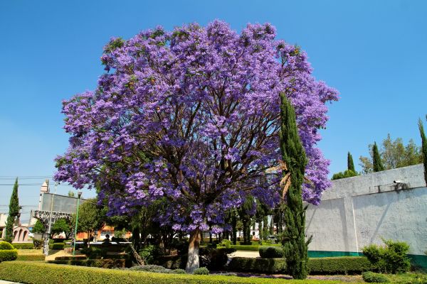 Cost of Jacaranda Pruning in Springdale