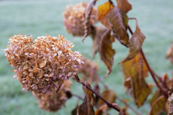 Cost of Hydrangea Removal in Springdale