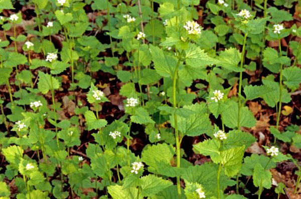 Cost of Garlic Mustard Removal in Springdale