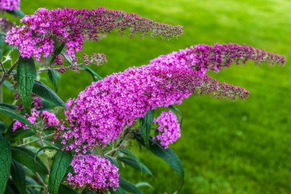Cost of Butterfly Bush Removal in Springdale