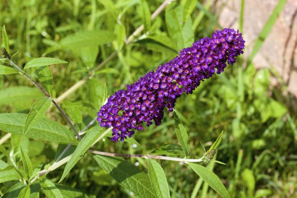 Butterfly Bush Pruning in Springdale