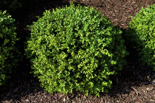 Cost of Boxwood Removal in Springdale