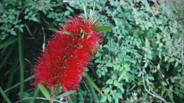 Cost of Bottlebrush Pruning in Springdale