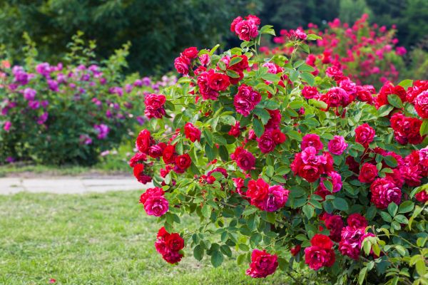 Shrub Trimming in Springdale