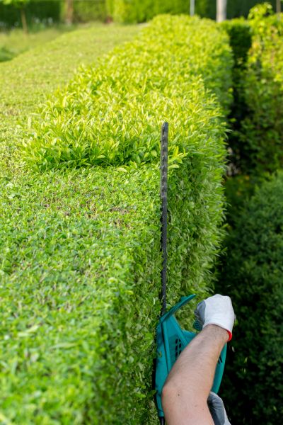 Hedge Trimming in Springdale