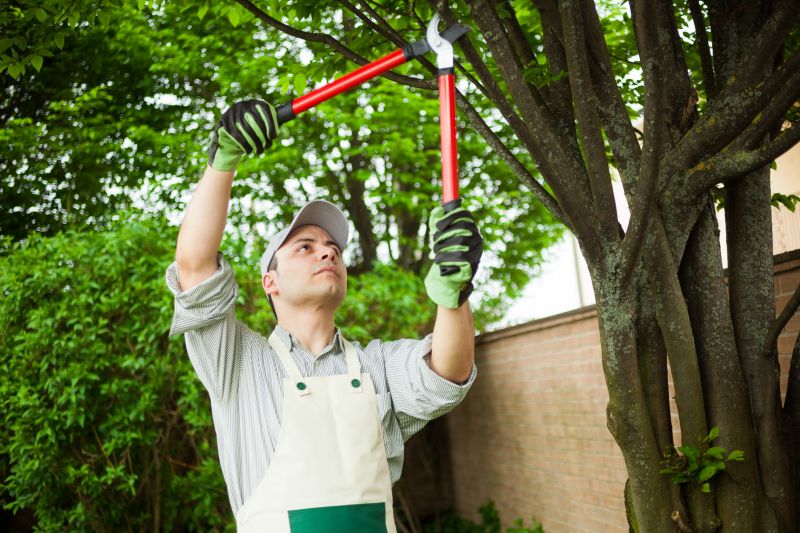 Springdale shrub trimming experts