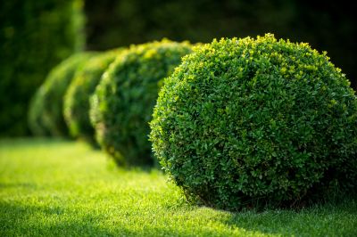 Healthy shrub growth year-round